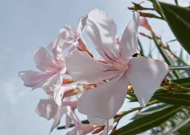 white oleander