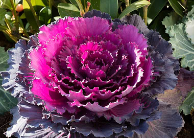 ornamental cabbage