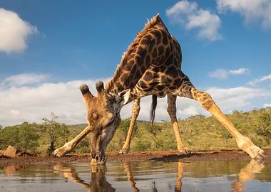 Giraffe