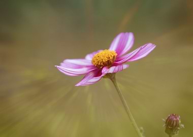 flower in spring season
