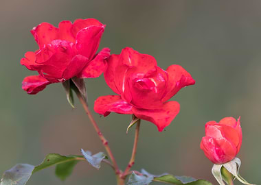 red rose in bloom