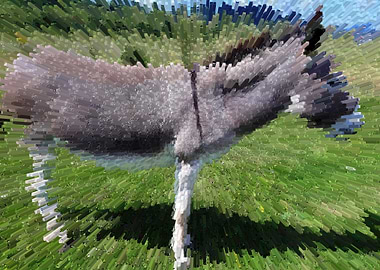 Donkey on the fields