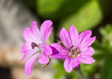 purple wildflowers
