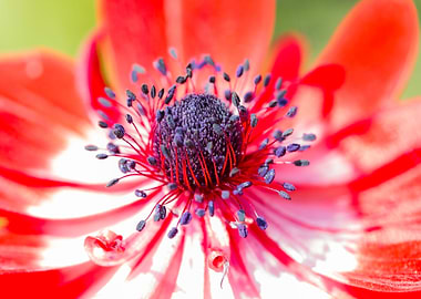 anemone in the garden