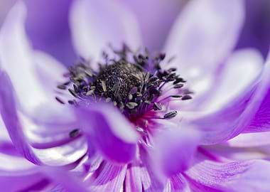 anemone in the garden
