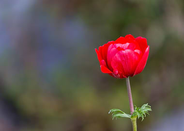 anemone in the garden