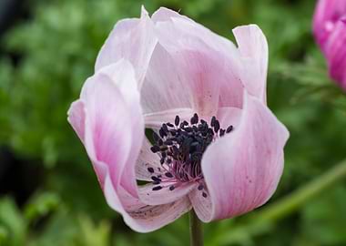 anemone in the garden