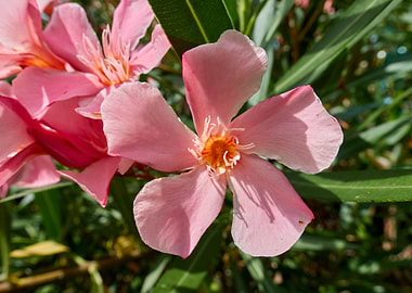 pink oleander