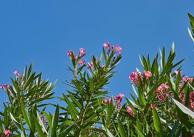 pink oleander