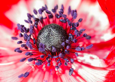 anemone in the garden