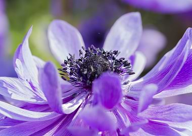 anemone in the garden
