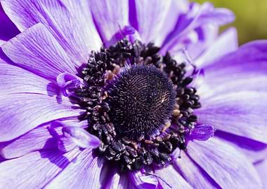 anemone in the garden