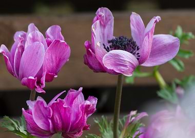 anemone in the garden