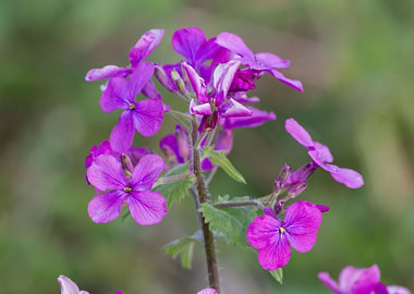 purple flowers