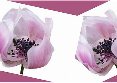 anemone in the garden