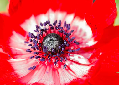 anemone in the garden