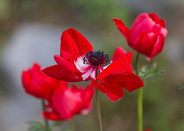 anemone in the garden