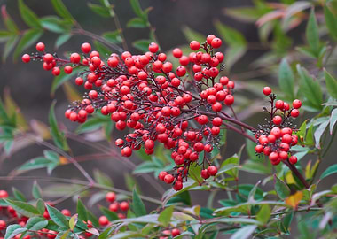 red berry in the garden