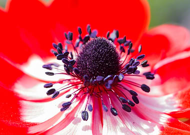 anemone in the garden