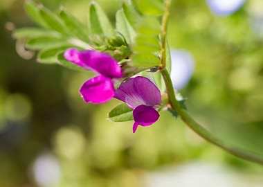 purple wildflowers