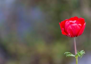 anemone in the garden