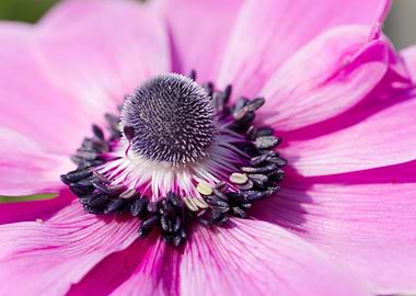anemone in the garden