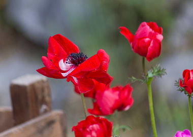 anemone in the garden