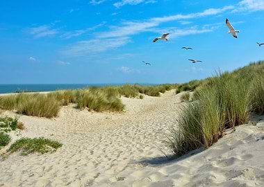 North Sea dunes