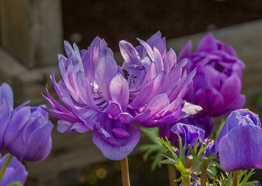 anemone in the garden