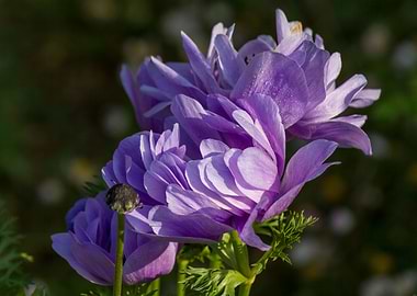 anemone in the garden