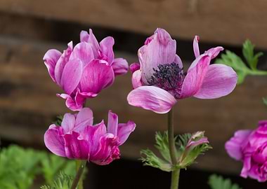 anemone in the garden