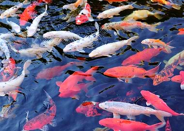 carps perchs and friends