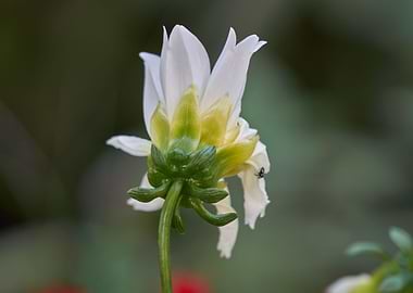 dahlia in spring season