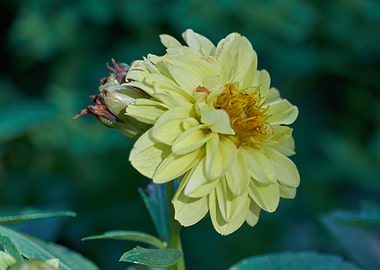 dahlia in spring season