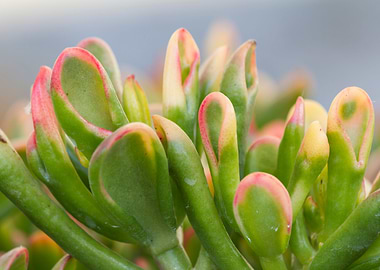 succulent plant