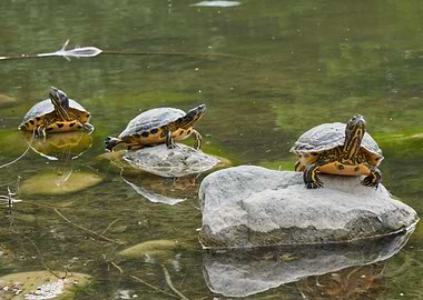 turtle rest on rock at sun