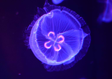 jellyfish collection III