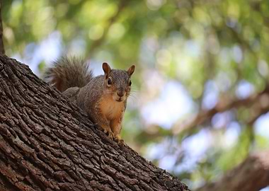 squirrel head tree eye