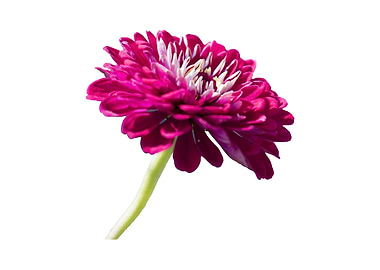 dahlia in spring season