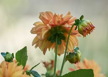 dahlia in spring season