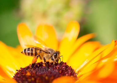Bee