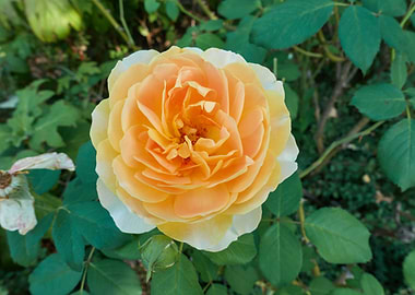 rose in bloom in the garde