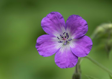 wildflower in the mountain