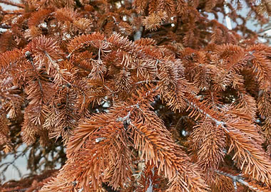 pine tree in the garden