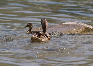 duck with ducklings