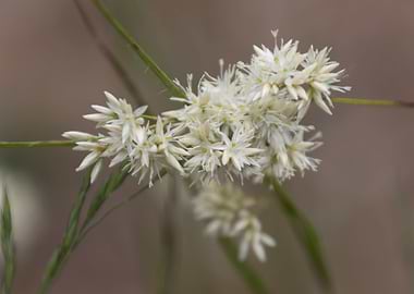wildflower in the mountain
