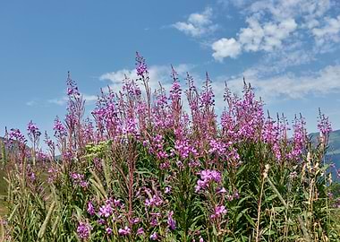 wildflower in the mountain