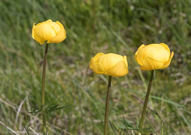 wildflower in the mountain