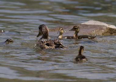 duck with ducklings