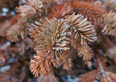 pine tree in the garden